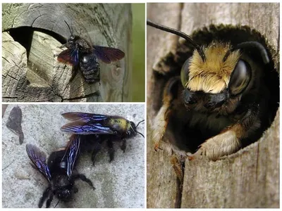 Скачать бесплатно фото древесных пчел в хорошем качестве