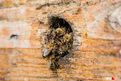 Удивительные древесные пчелы на фото