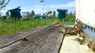 Уникальные снимки древесных пчел