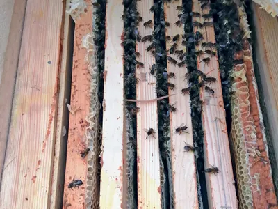 Фотографии древесных пчел в их естественной среде обитания