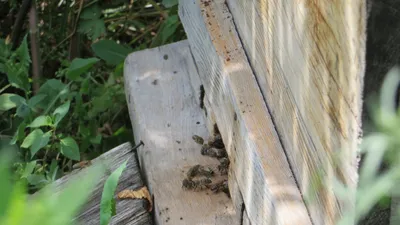 Великолепные фото древесных пчел