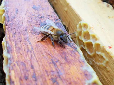 Удивительные моменты из жизни древесных пчел на фото