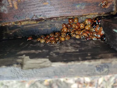 Фотографии древесных пчел, которые расскажут вам их историю