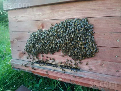 Фотографии древесных пчел, которые позволят вам заглянуть в их мир