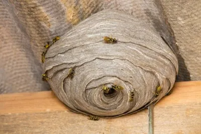 Удивительные фото древесных пчел в действии