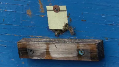 Фотографии древесных пчел, которые покажут вам их поведение