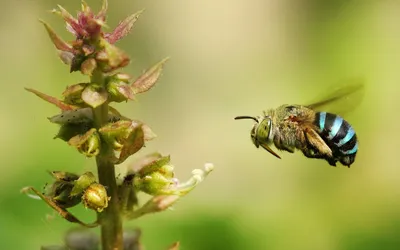 Фотографии древесных пчел, которые вызовут у вас восторг
