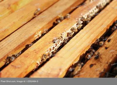 Уникальные моменты из жизни древесных пчел на фото