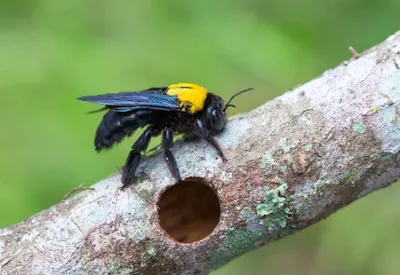 Фотографии древесных пчел, которые заставят задуматься