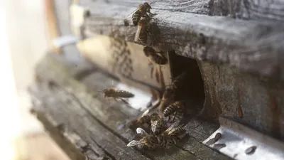 Фотоальбом древесных пчел: загадка и красота
