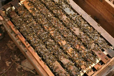Фотографии древесных пчел, которые расскажут вам их удивительные истории