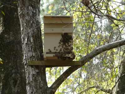 Удивительные фото древесных пчел, которые оставят вас в восторге