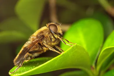 Фото древесных пчел в HD качестве