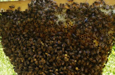Красочные изображения древесных пчел