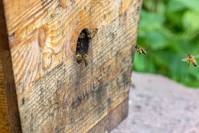 Уникальные картинки древесных пчел