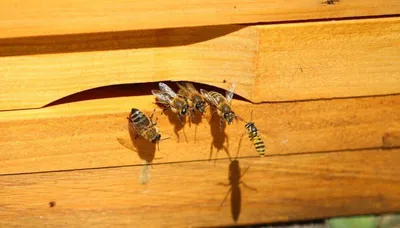 Изображения древесных пчел в формате JPG