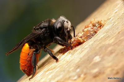 Изображения древесных пчел для использования