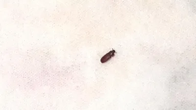 Древесные жуки в квартире  фото