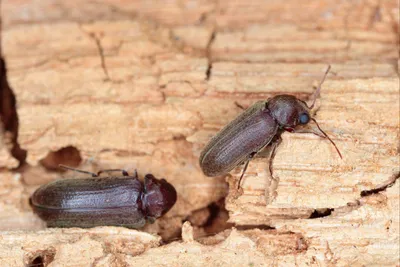 Древесные жуки в квартире: фото для скачивания в хорошем качестве (JPG, PNG, WebP)