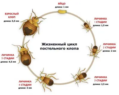 Удивительные фото древесных жуков, обитающих в квартире