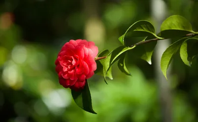 Картинка древовидной розы с разными форматами для загрузки