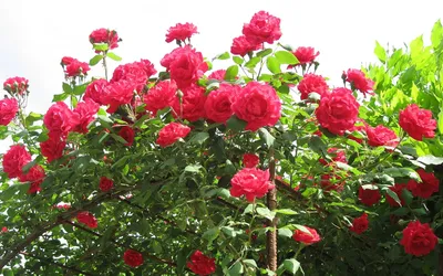 Фотка древовидной розы в различных размерах