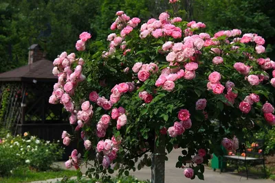 Уникальное изображение древовидной розы