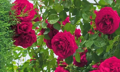 Фото сочной древовидной розы для скачивания