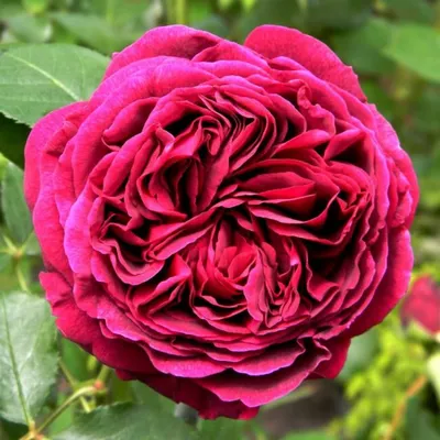 Изображение древовидной розы в высоком разрешении