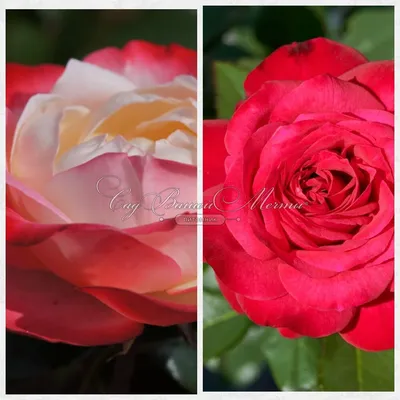 Фото древовидной розы с возможностью выбора формата