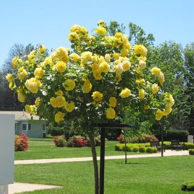 Фото древовидной розы с большим размером
