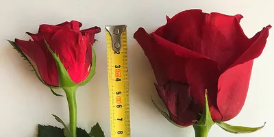 Фотка древовидной розы с превосходной цветовой гаммой