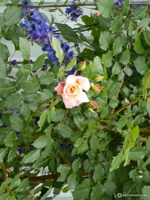 Удивительное изображение древовидной розы для скачивания