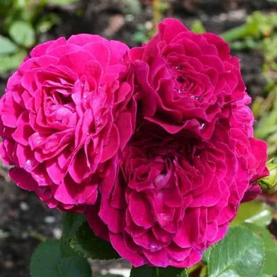 Яркое фото древовидной розы в разных форматах