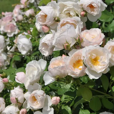 Фото качественной древовидной розы с возможностью выбора размера
