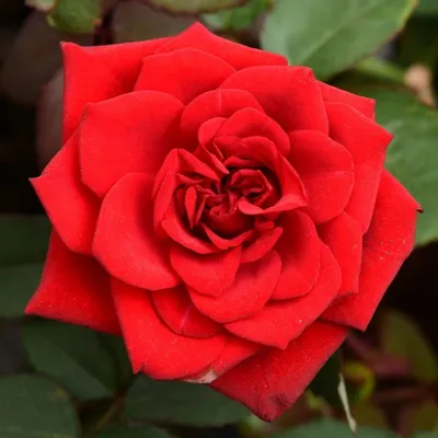 Фото розы с большим разрешением и разными размерами