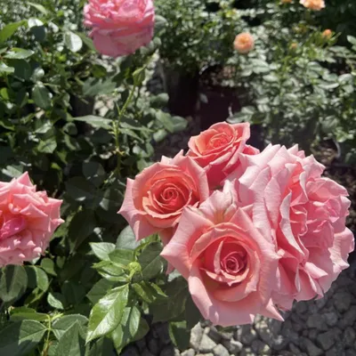 Фотография древовидной розы с прекрасной цветовой гаммой
