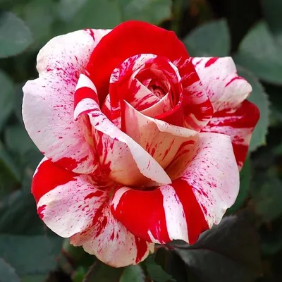 Фотка древовидной розы с эффектным внешним видом