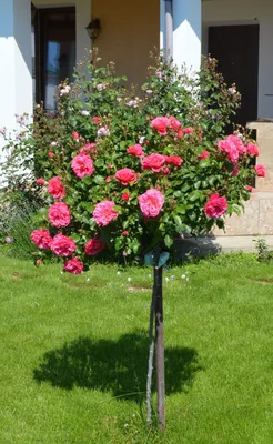 Уникальное изображение древовидной розы в разных форматах