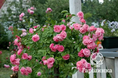 Яркое фото древовидной розы для скачивания