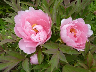 Фотографии древовидного пиона во время цветения с разных ракурсов