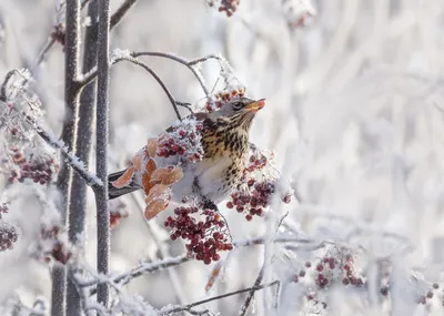 Фотография зимнего дрозда: Свежесть зимнего утра на вашем экране