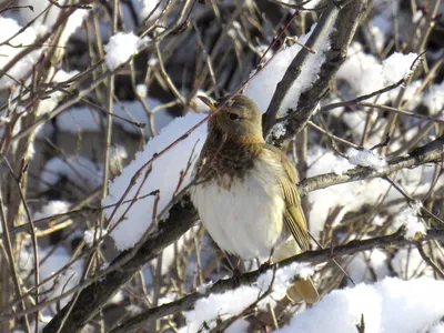Зимний дрозд: Фотографии для любителей природы