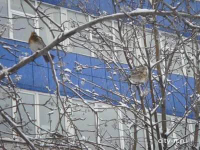 Фотография зимнего дрозда: Скачивайте в JPG, PNG, WebP