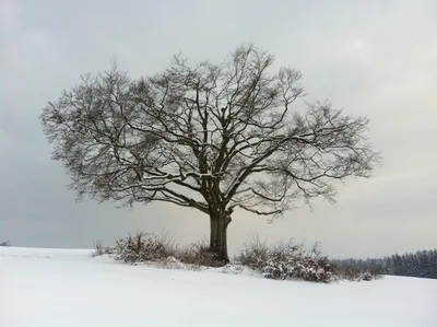 Магия зимнего времени: Фотография зимнего дуба