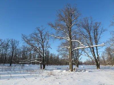 Фото заснеженного дуба: Красивая зимняя природа