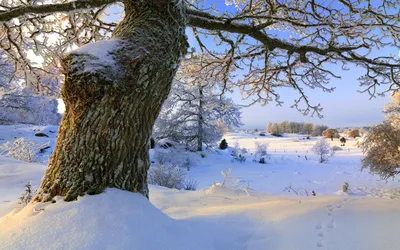 Зимний лесной этюд: Изображение дуба под снегом
