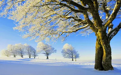 Белый покров: Фотография дуба в зимнем лесу
