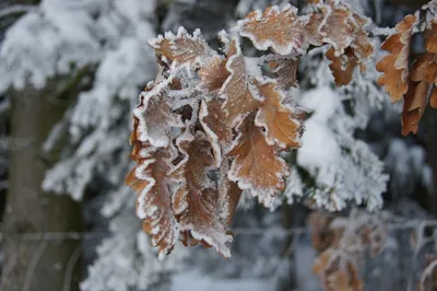 Зимний лес в объективе: Изображение красивого дуба