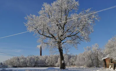 Зимний мир: Фото дуба под заснеженной ветвью